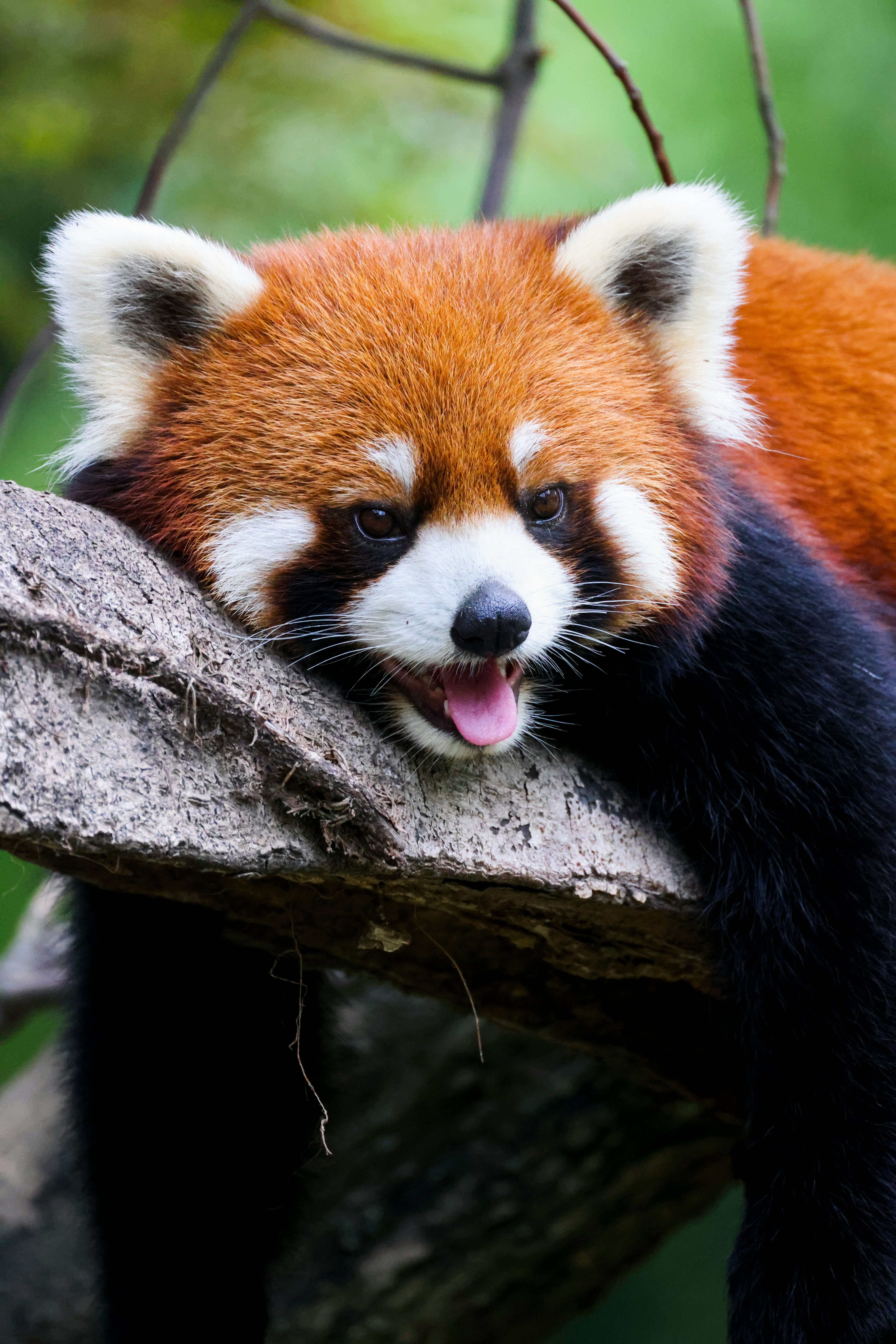 a red panda in the snow